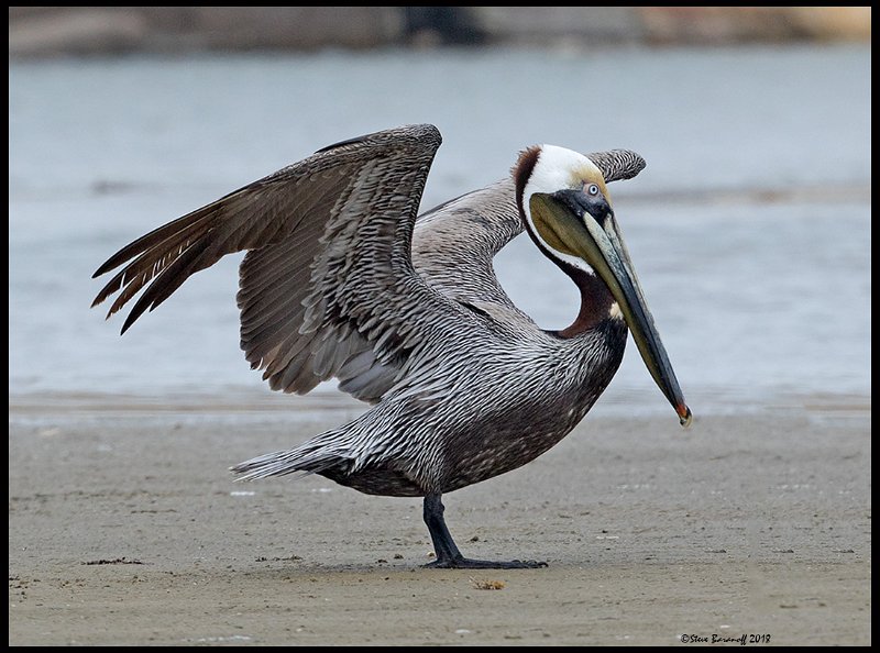_8SB8435 brown pelican.jpg